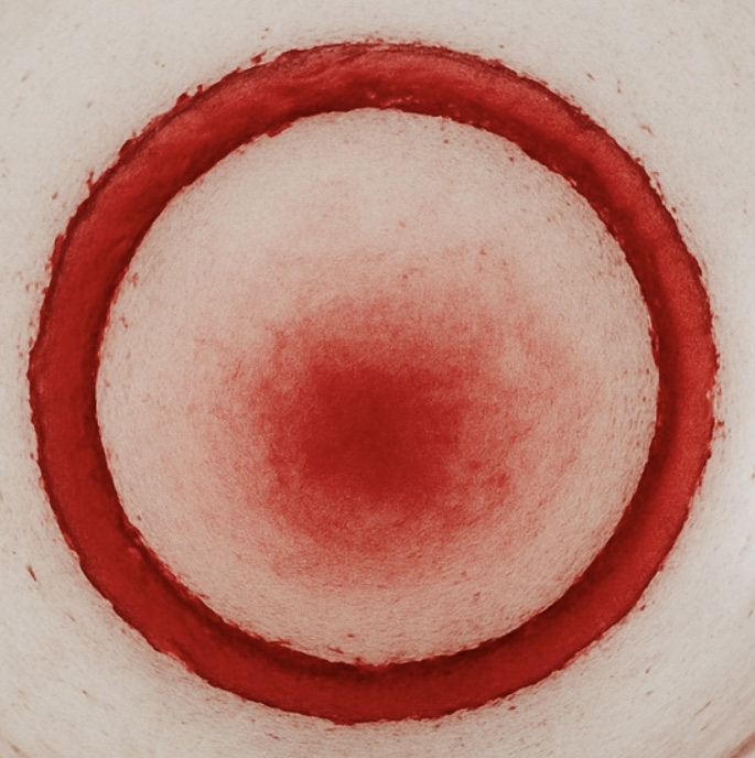 Alto Adige Pinot Nero Doc 2022 - Castel Sallegg